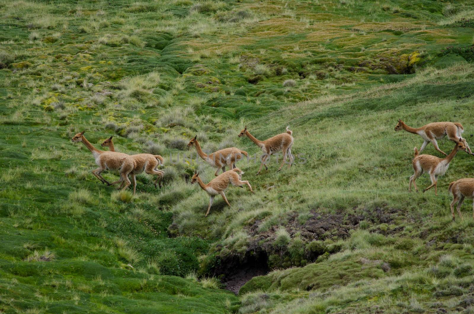 Vicunas Vicugna vicugna running in a meadow. Lauca National Park. Arica y Parinacota Region. Chile.
