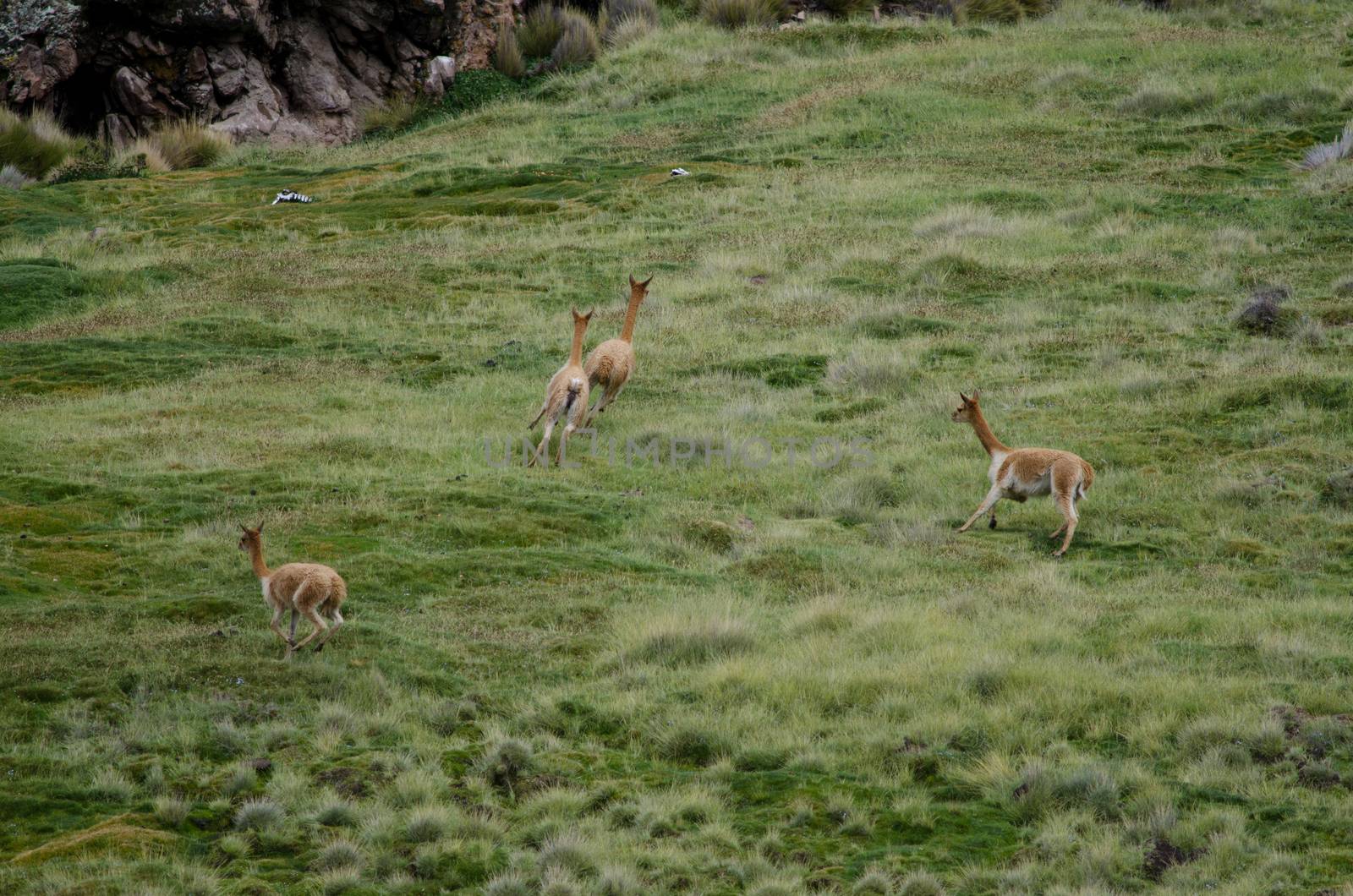 Vicunas Vicugna vicugna running in a meadow. Lauca National Park. Arica y Parinacota Region. Chile.