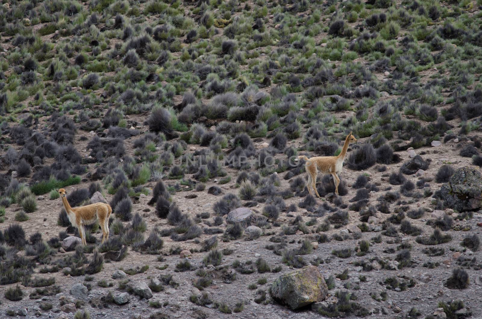 Vicunas Vicugna vicugna in Lauca National Park. Arica y Parinacota Region. Chile.