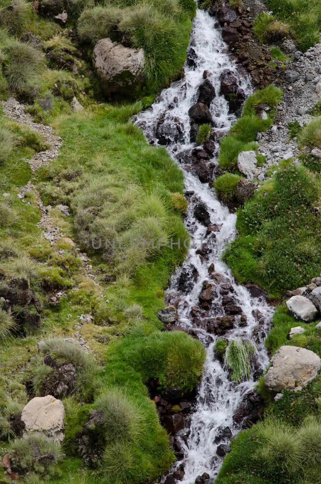 Stream in a green meadow. Lauca National Park. Arica y Parinacota Region. Chile.