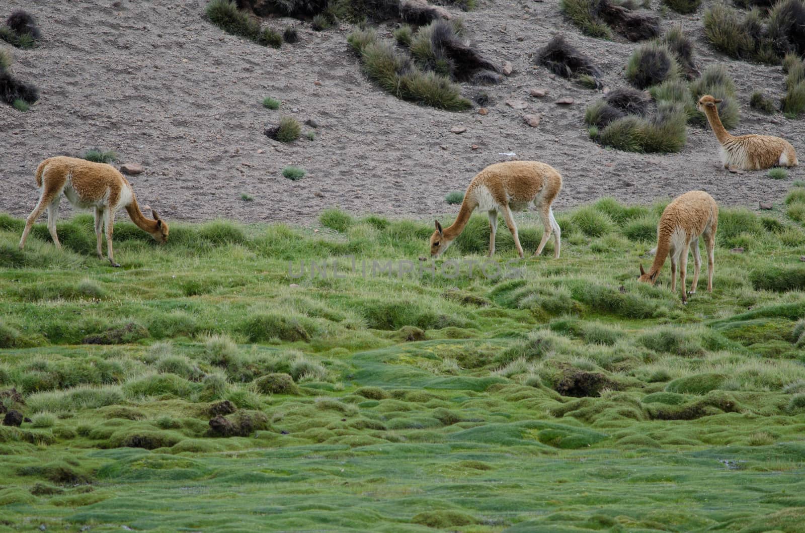 Vicunas Vicugna vicugna grazing in a meadow. Lauca National Park. Arica y Parinacota Region. Chile.