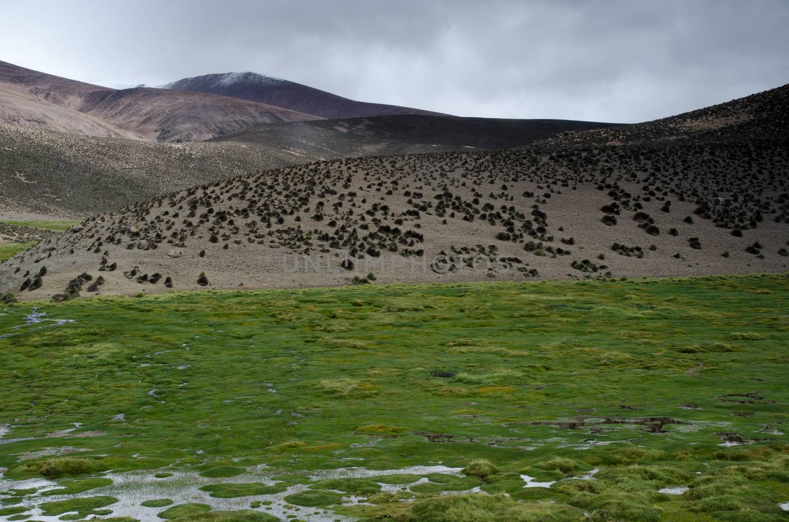 Meadow and hill in Lauca National Park. by VictorSuarez
