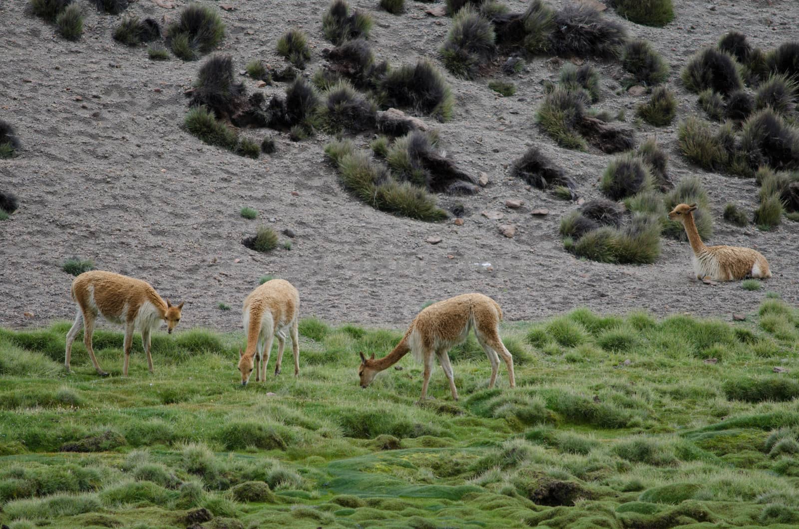 Vicunas Vicugna vicugna grazing in a meadow. Lauca National Park. Arica y Parinacota Region. Chile.