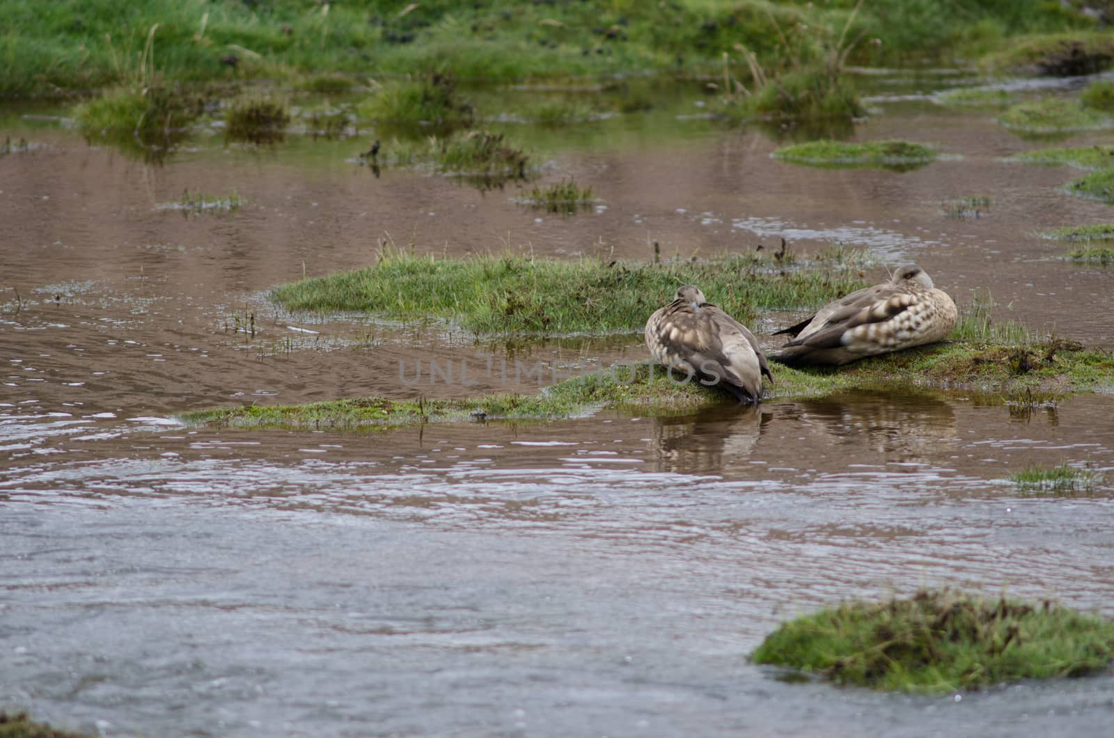 Andean crested ducks Lophonetta specularioides alticola in the Lauca River. by VictorSuarez