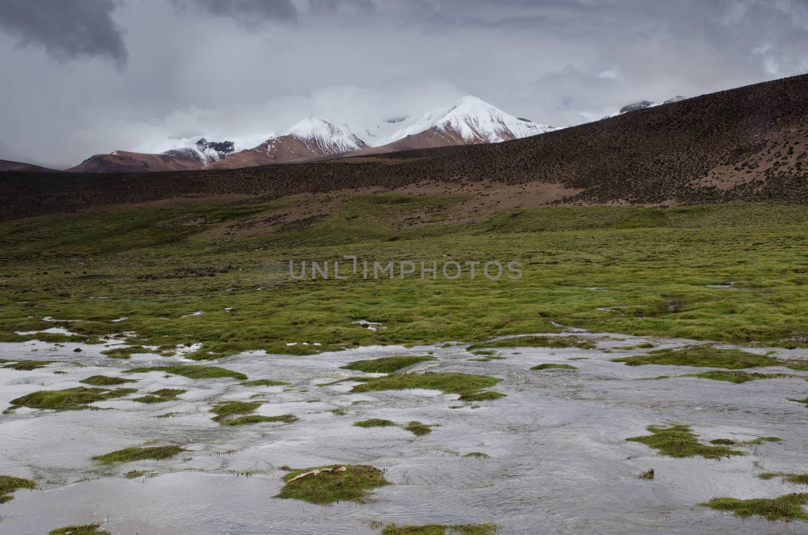 Lauca River, meadow and snowy peaks in Lauca National Park. by VictorSuarez