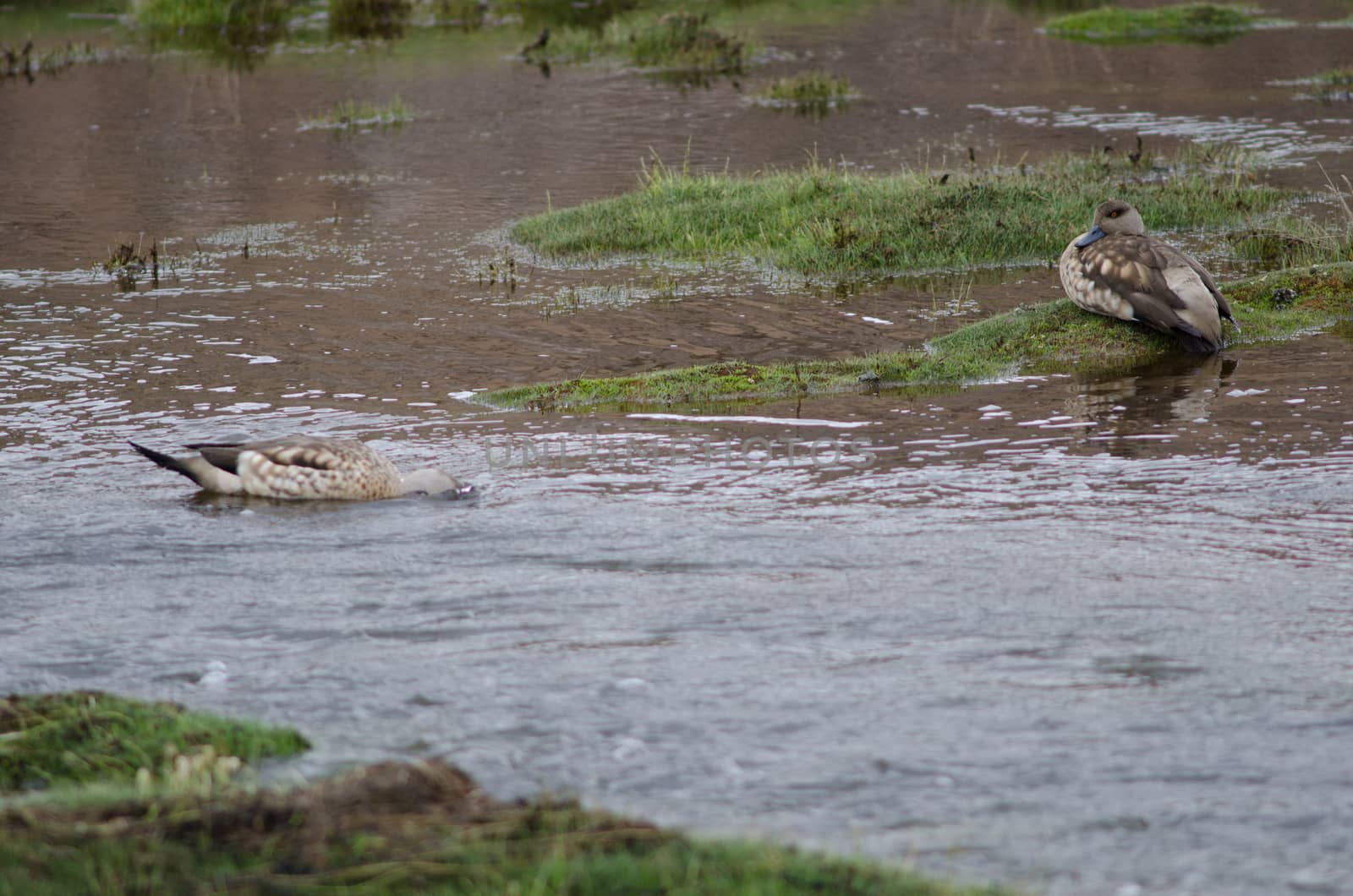 Andean crested ducks Lophonetta specularioides alticola . Lauca River. Lauca National Park. Arica y Parinacota Region. Chile.