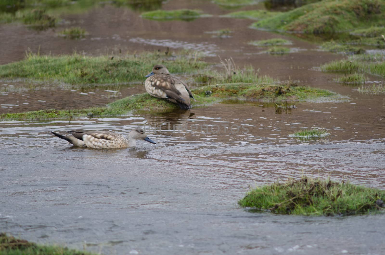 Andean crested ducks Lophonetta specularioides alticola in the Lauca River. by VictorSuarez