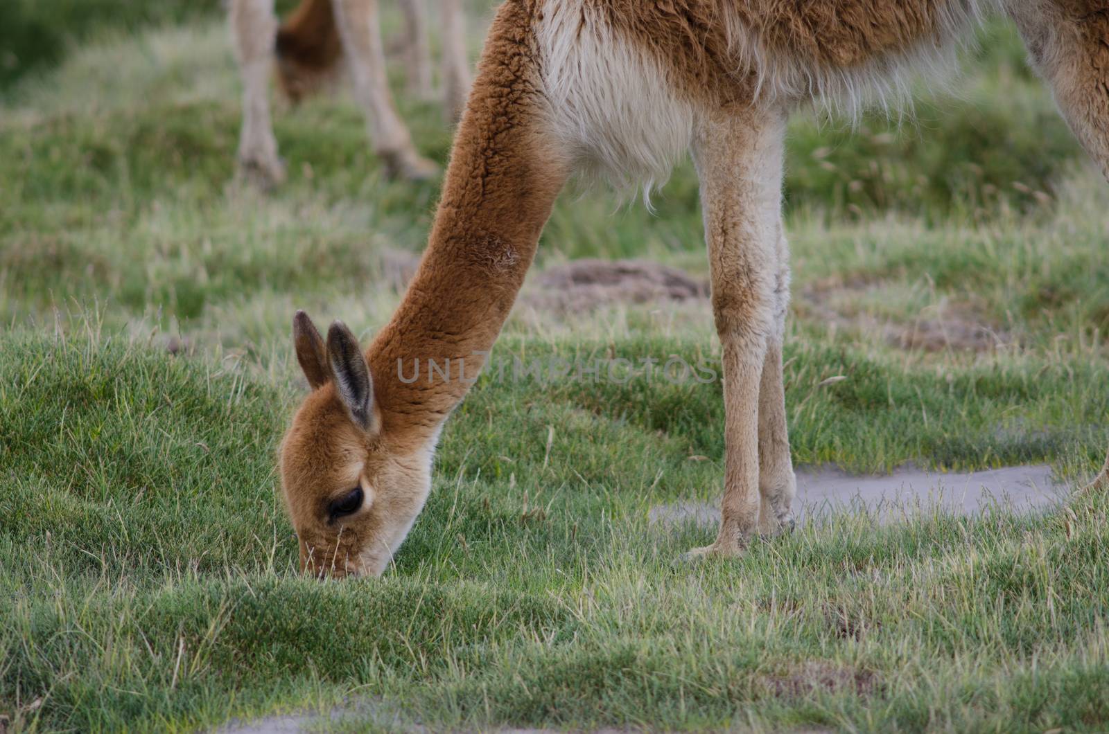 Vicuna Vicugna vicugna grazing in a meadow. by VictorSuarez