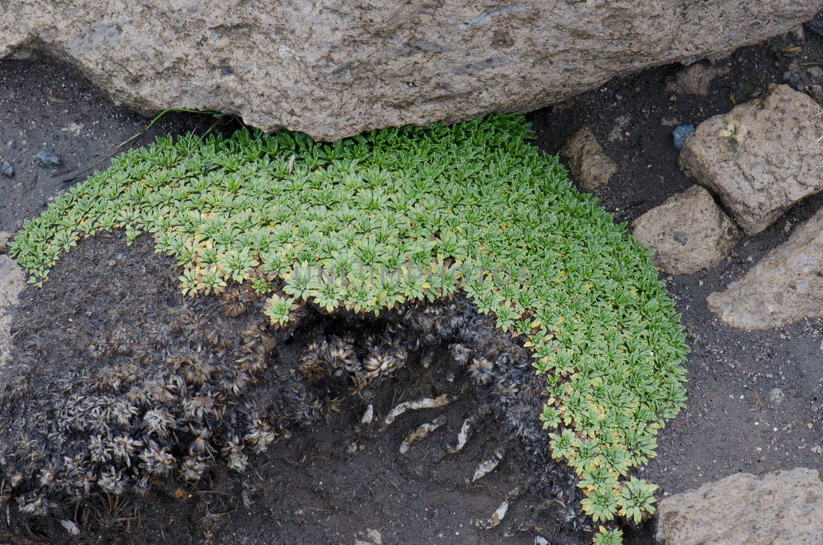 Plant Werneria aretioides in Lauca National Park. Arica y Parinacota Region. Chile.