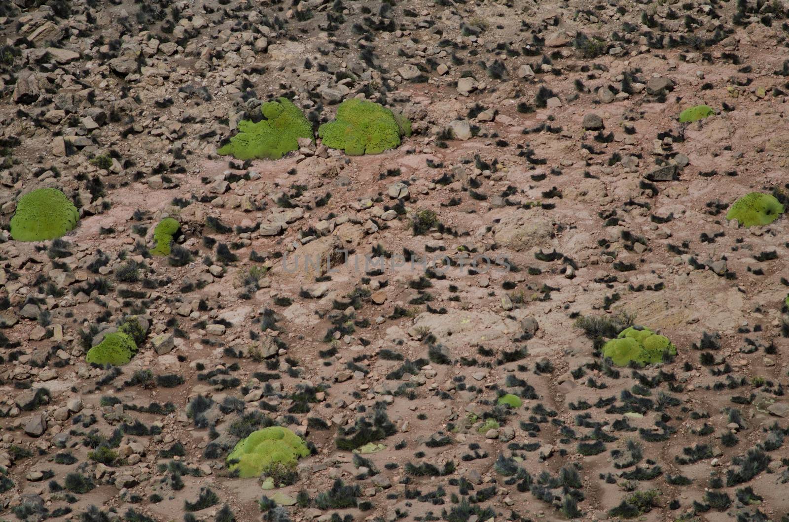 Yaretas Azorella compacta in Lauca National Park. Arica y Parinacota Region. Chile.