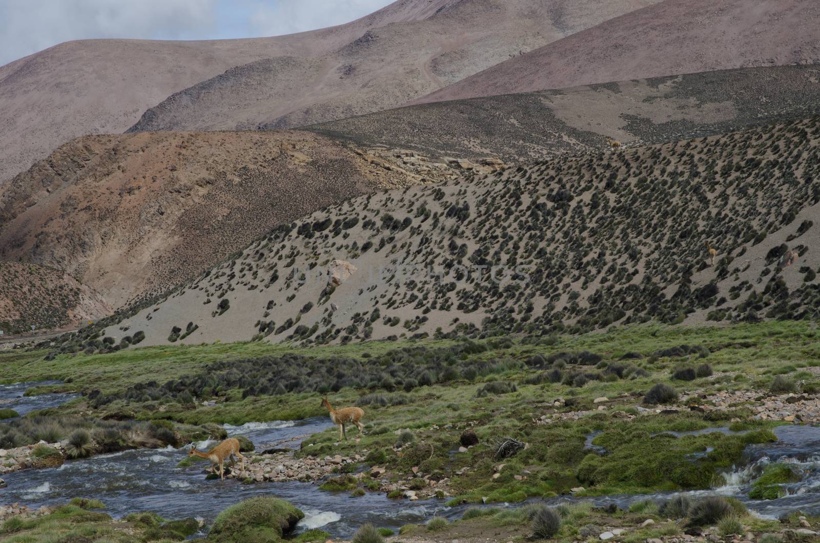 Vicunas Vicugna vicugna crossing the Lauca River. Lauca National Park. Arica y Parinacota Region. Chile.