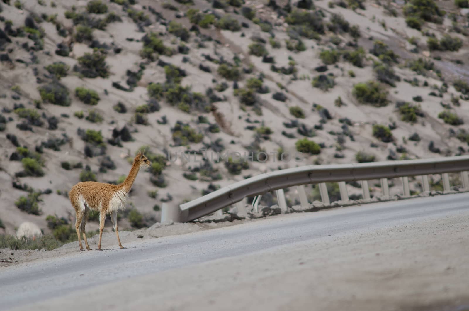 Vicuna Vicugna vicugna waiting to cross a road. by VictorSuarez