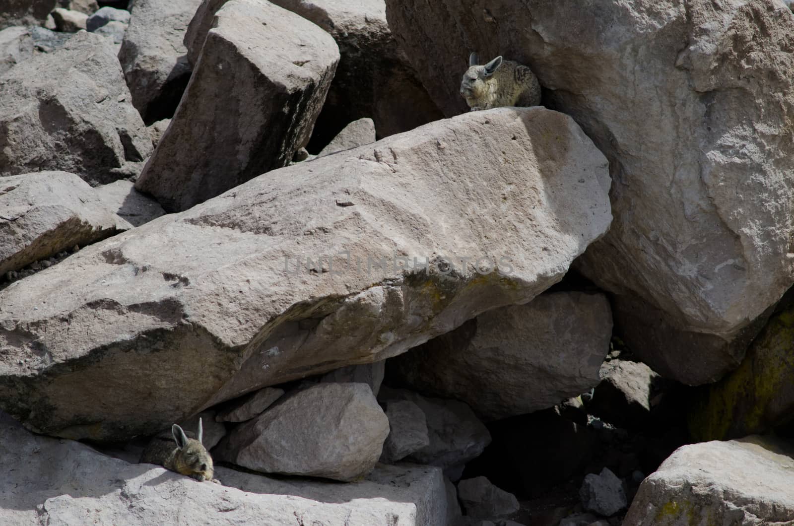 Southern viscachas Lagidium viscacia resting between rocks. Las Cuevas. Lauca National Park. Arica y Parinacota Region. Chile.