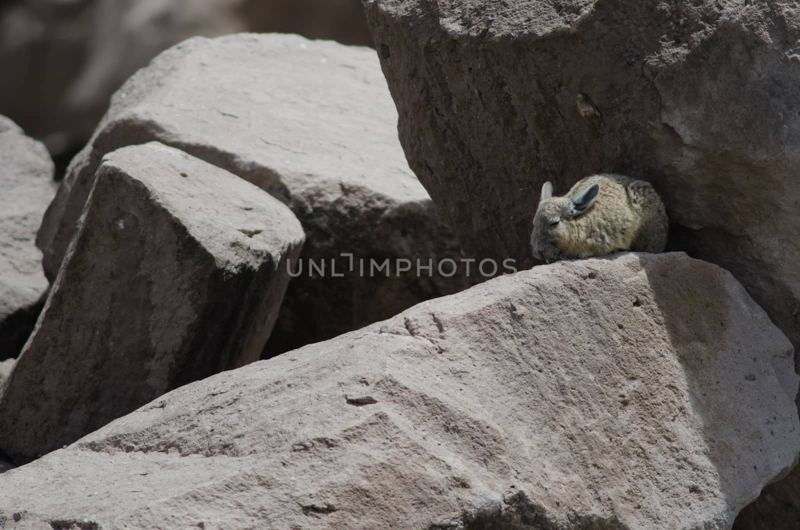 Southern viscacha Lagidium viscacia resting between rocks. Las Cuevas. Lauca National Park. Arica y Parinacota Region. Chile.