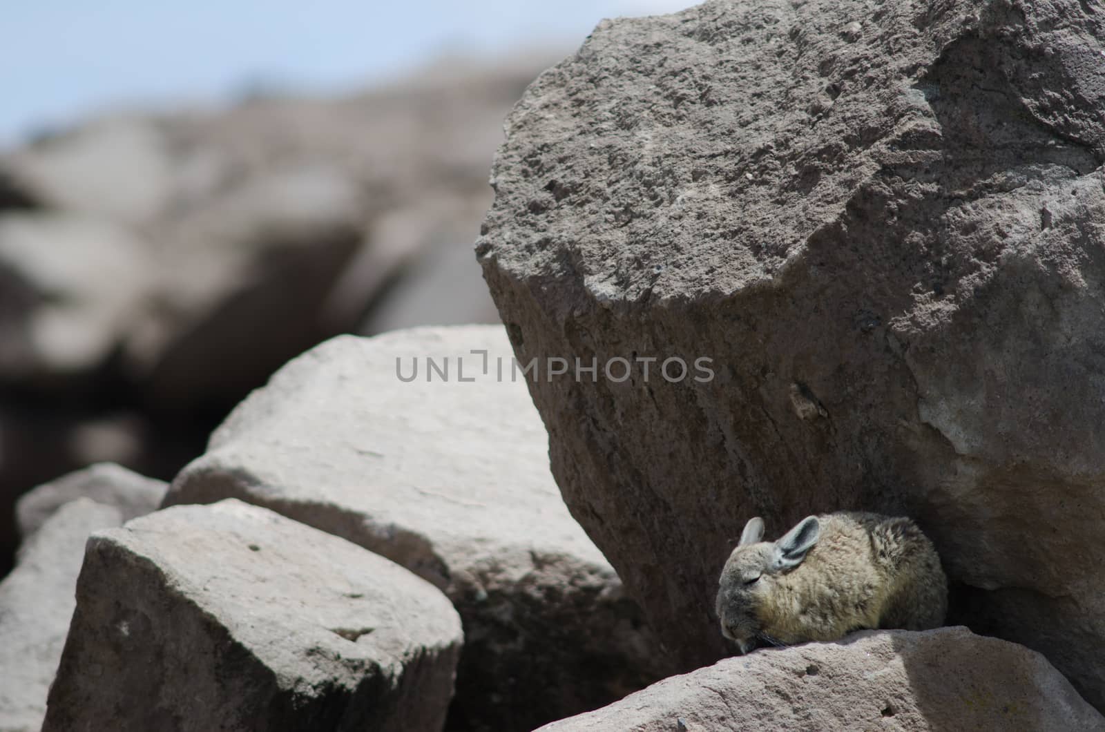 Southern viscacha Lagidium viscacia resting between rocks. by VictorSuarez