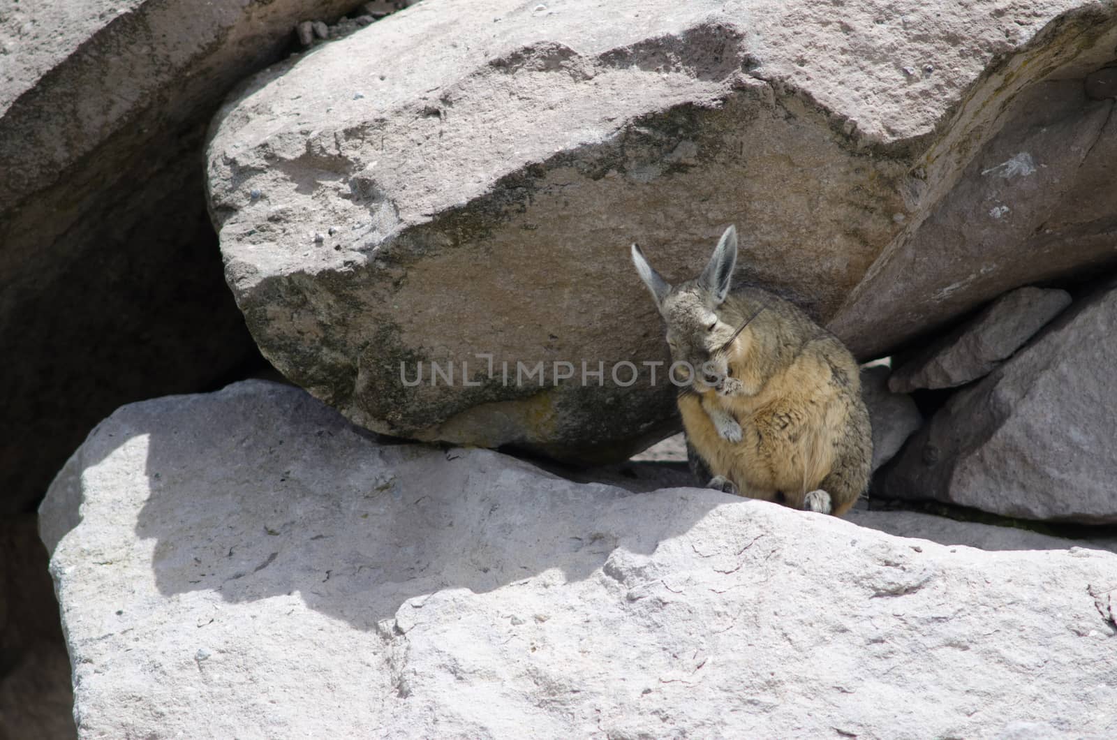 Southern viscacha Lagidium viscacia wiping coat. Las Cuevas. Lauca National Park. Arica y Parinacota Region. Chile.