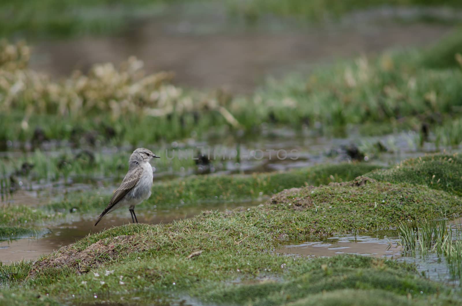 Puna ground tyrant Muscisaxicola juninensis. Las Cuevas. Lauca National Park. Arica y Parinacota Region. Chile.