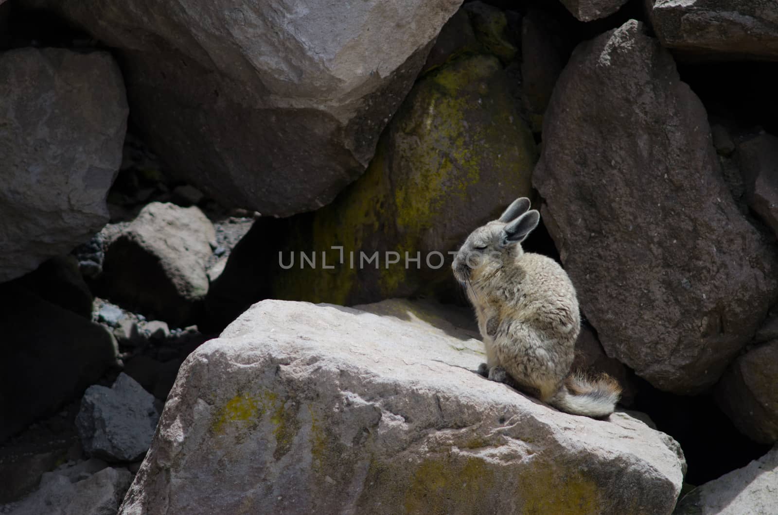 Southern viscacha Lagidium viscacia on a rock. by VictorSuarez