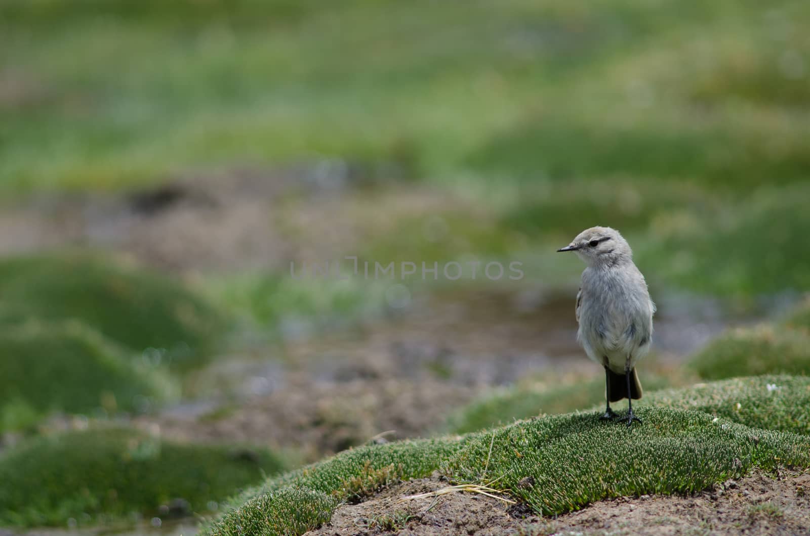 Puna ground tyrant Muscisaxicola juninensis in a meadow. by VictorSuarez