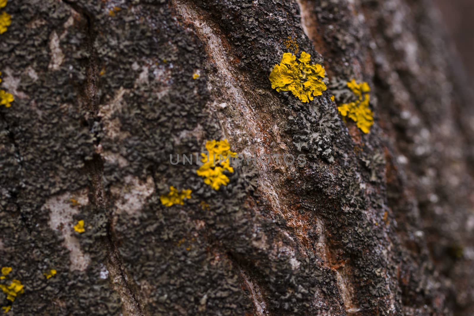 Green moss on walnut bark closeup. Stock photo of walnut tree ba by alexsdriver