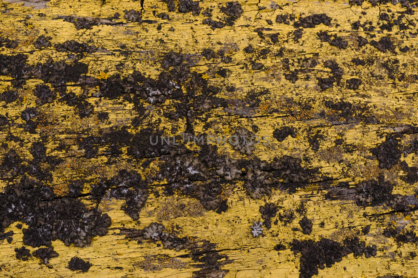 A part of old yellow wooden fence. The yellow paint on wood is o by alexsdriver