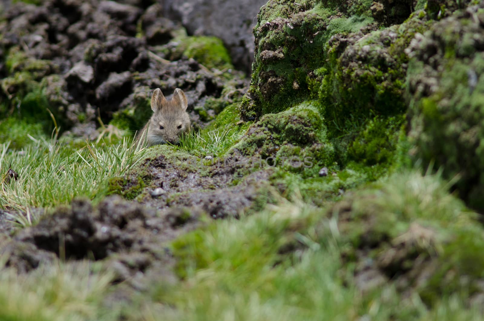 Bolivian big-eared mouse Auliscomys boliviensis in a meadow. by VictorSuarez