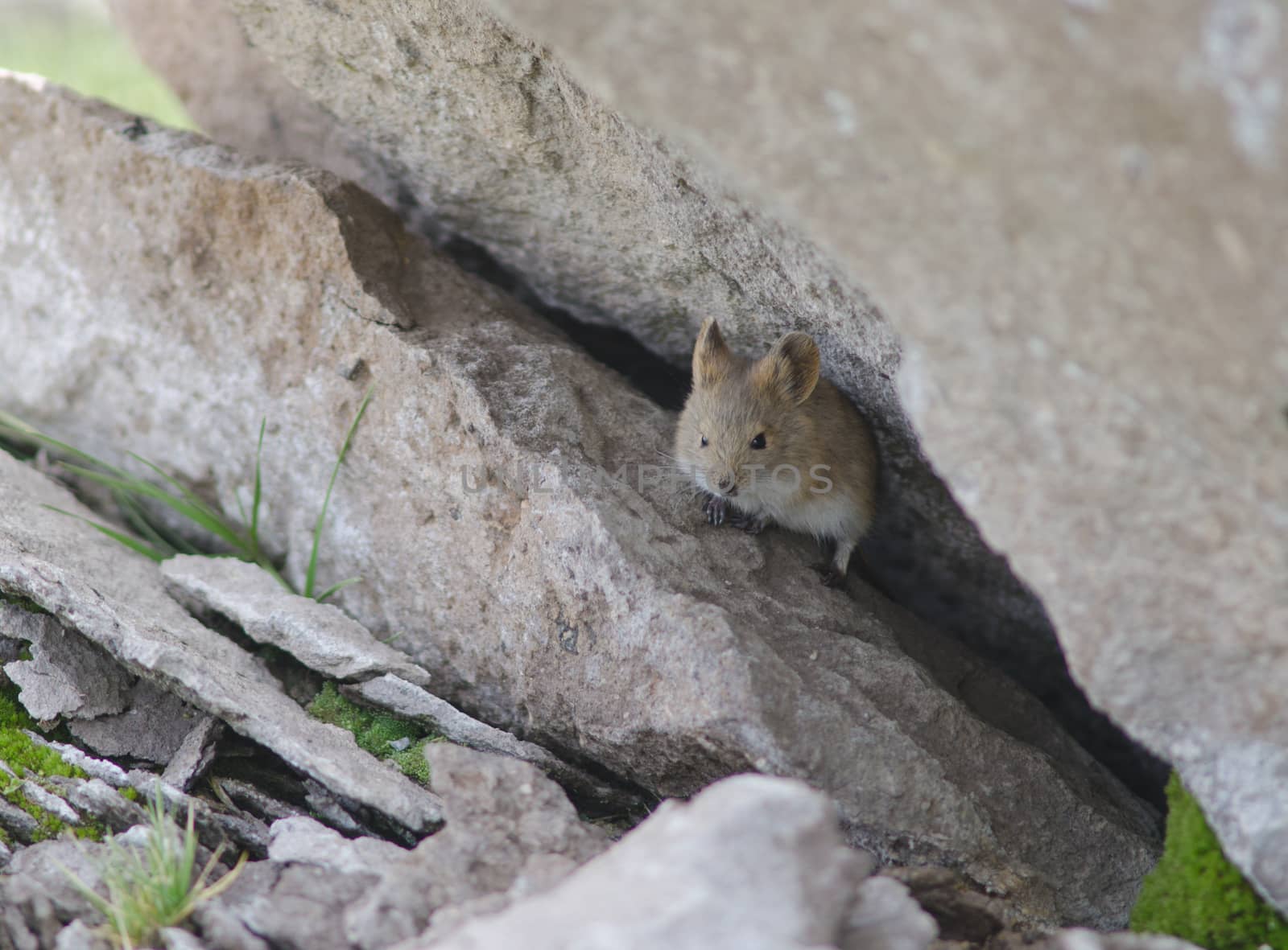 Bolivian big-eared mouse Auliscomys boliviensis at the entrance to the den. by VictorSuarez