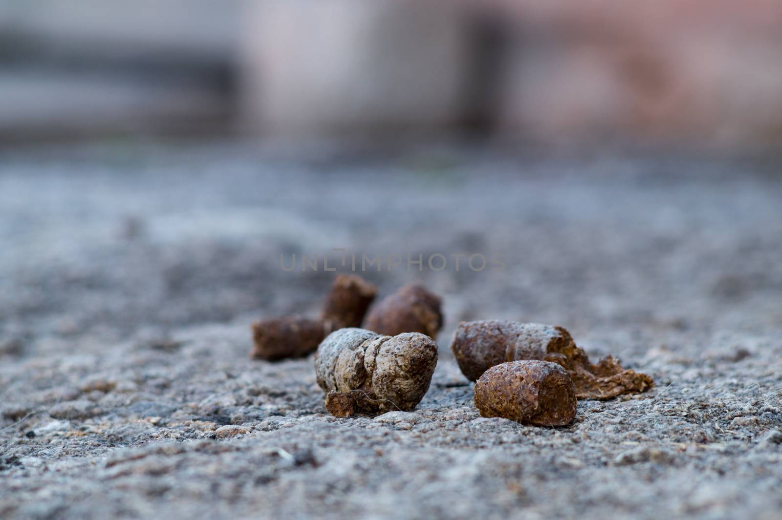 Dog shit close up on asphalt with blurred background. by alexsdriver