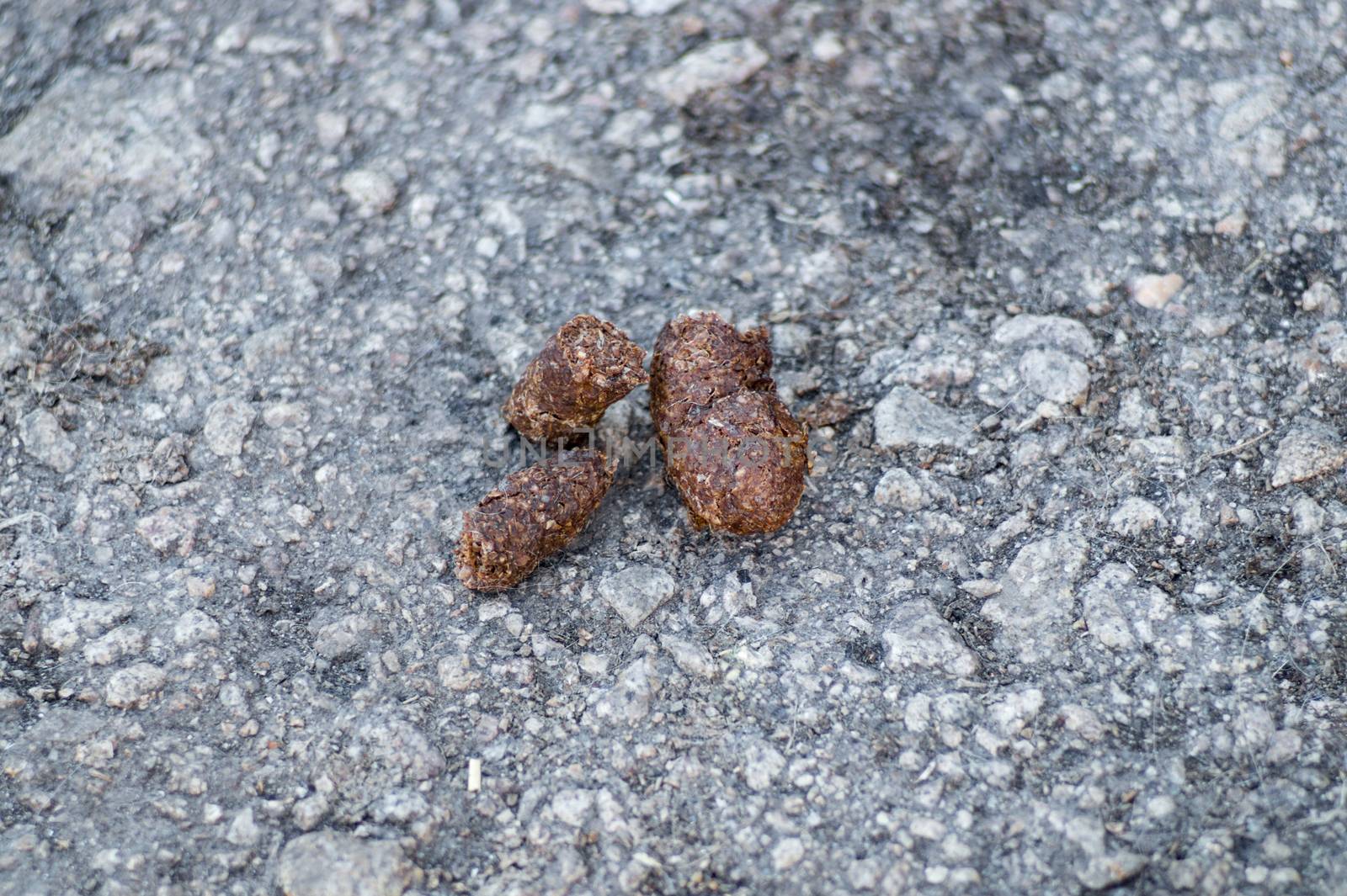 Dog shit close up on asphalt with blurred background.