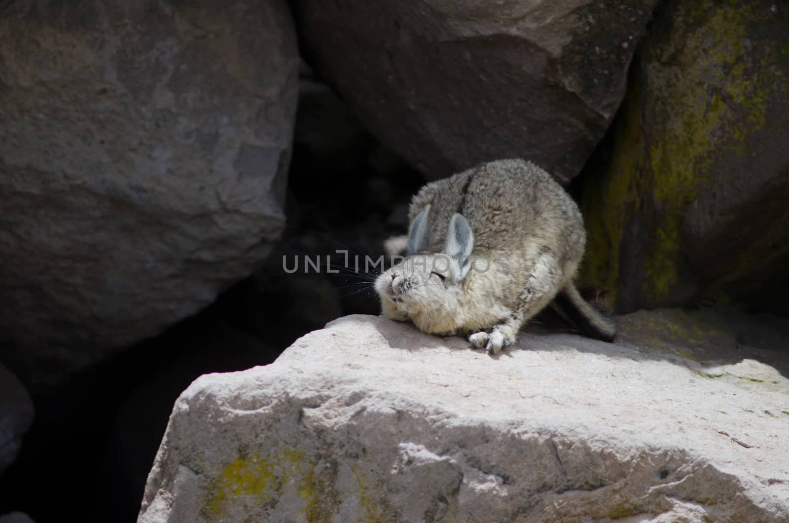 Southern viscacha Lagidium viscacia on a rock. by VictorSuarez