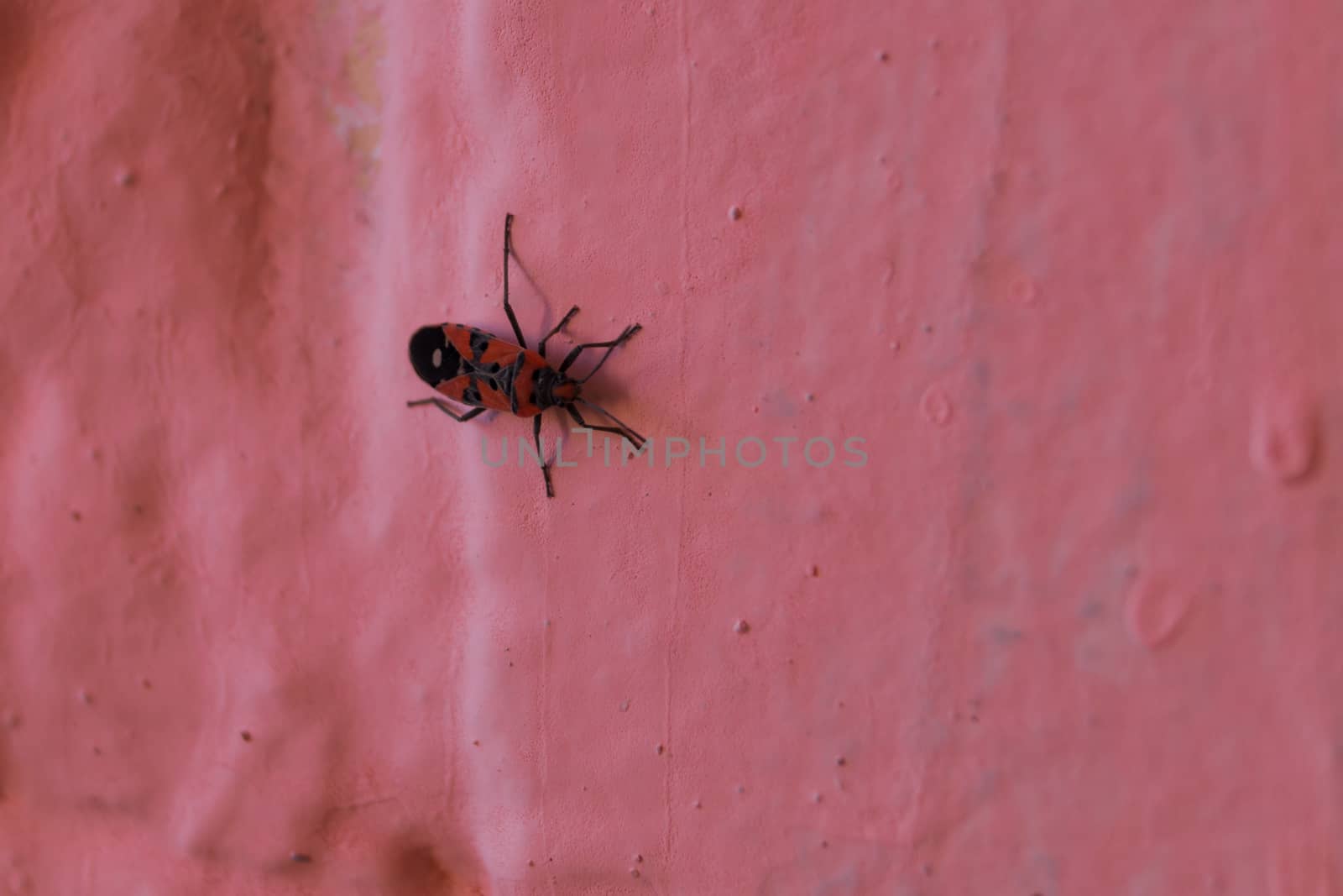 Redbug on pink wall closeup with blurred background. by alexsdriver