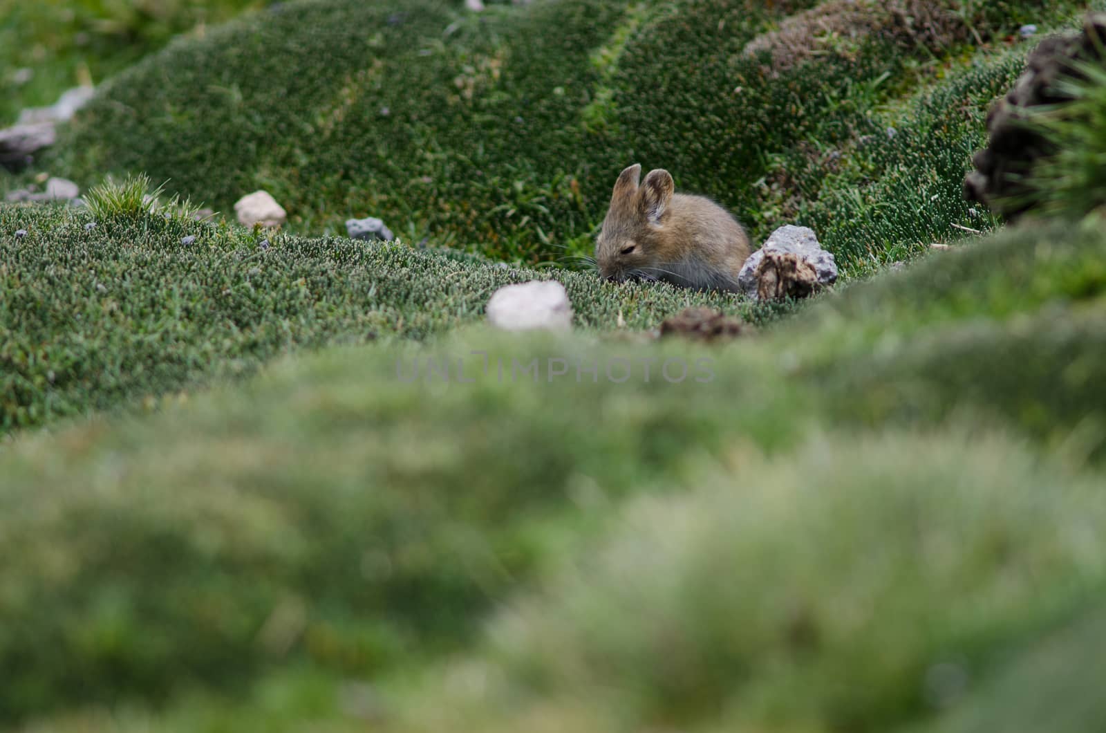 Bolivian big-eared mouse Auliscomys boliviensis grazing in a meadow. by VictorSuarez