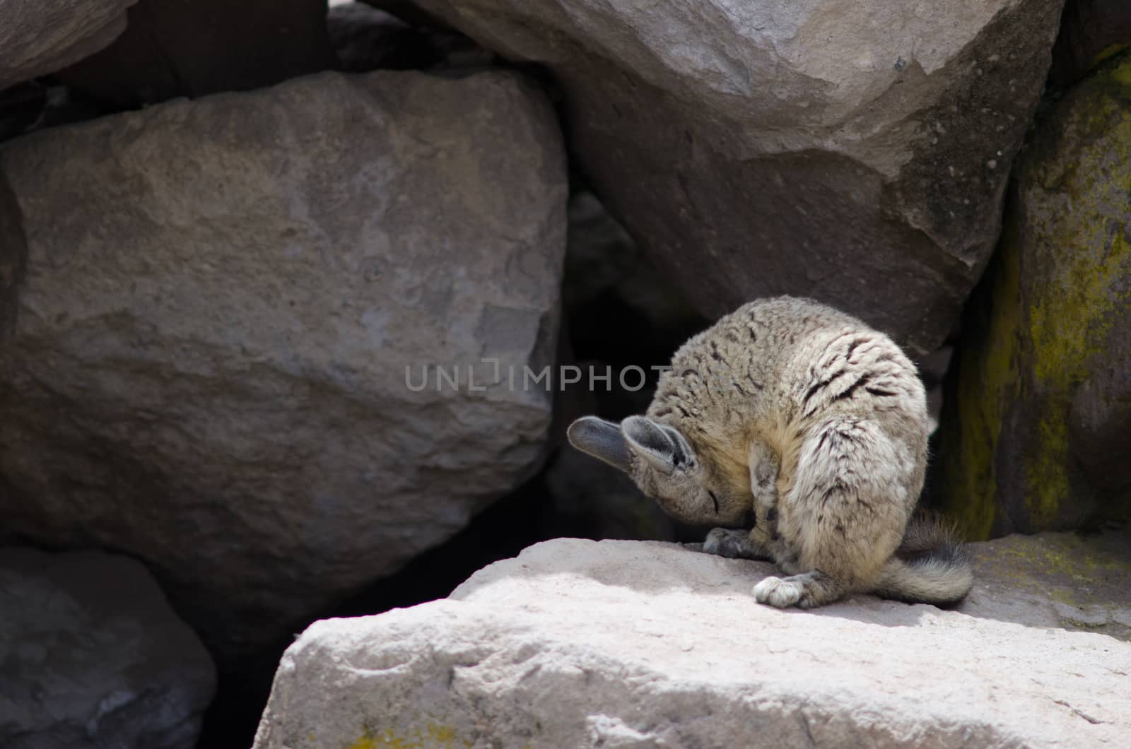 Southern viscacha Lagidium viscacia wiping coat. Las Cuevas. Lauca National Park. Arica y Parinacota Region. Chile.