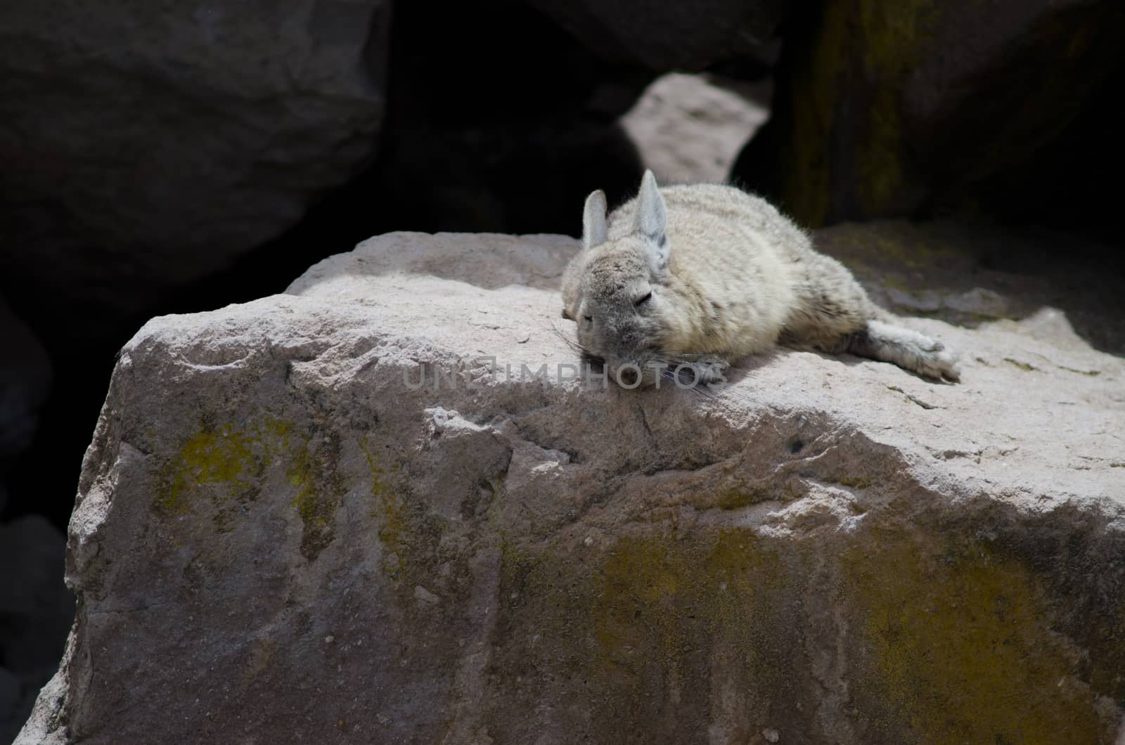 Southern Viscacha Lagidium viscacia sleeping. Las Cuevas. Lauca National Park. Arica y Parinacota Region. Chile.