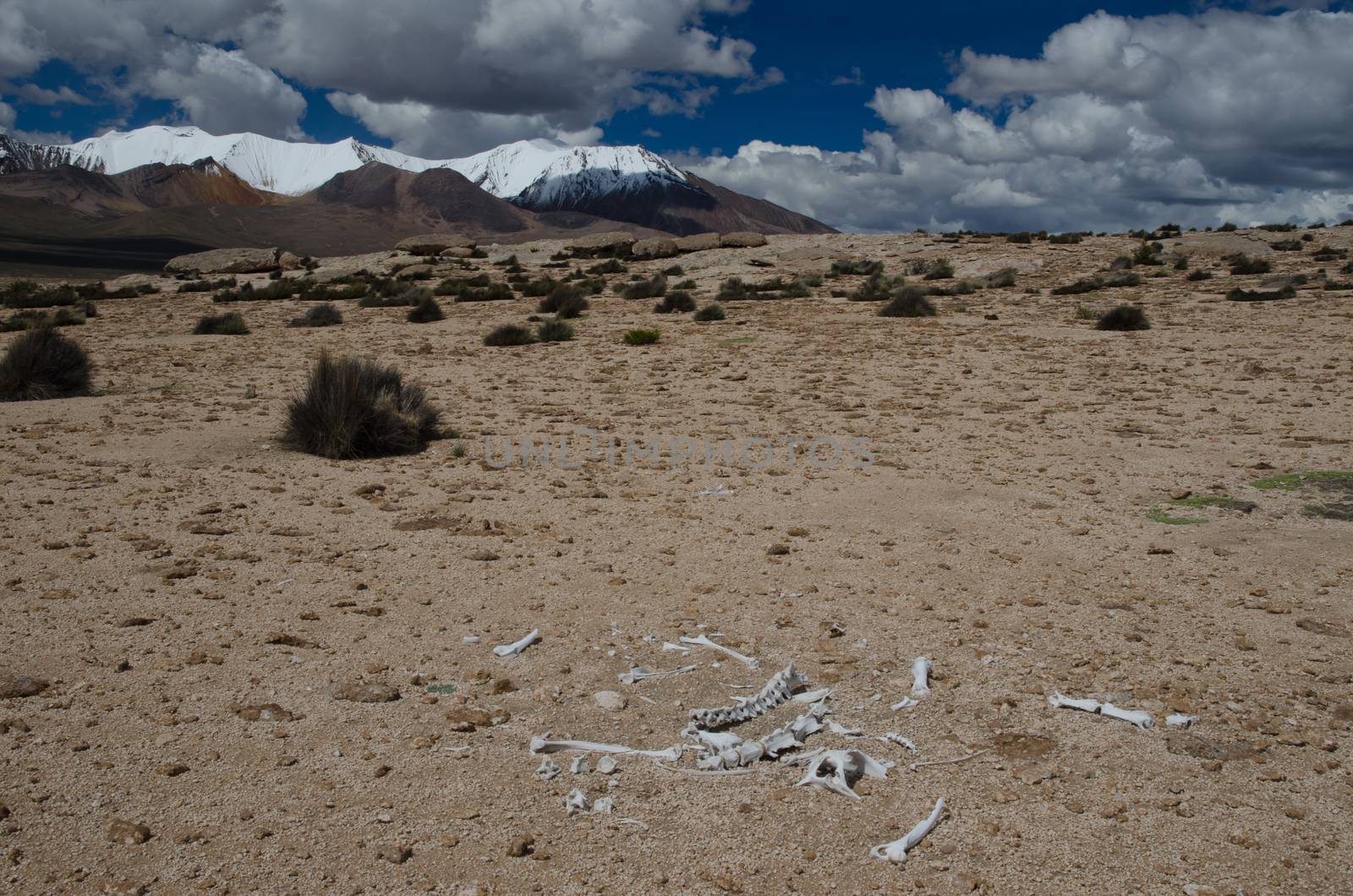 Vicuna Vicugna vicugna skeletal remains. Lauca National Park. Arica y Parinacota Region. Chile.