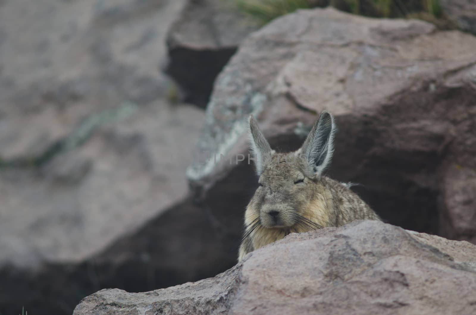 Southern viscacha Lagidium viscacia resting in Parinacota. by VictorSuarez