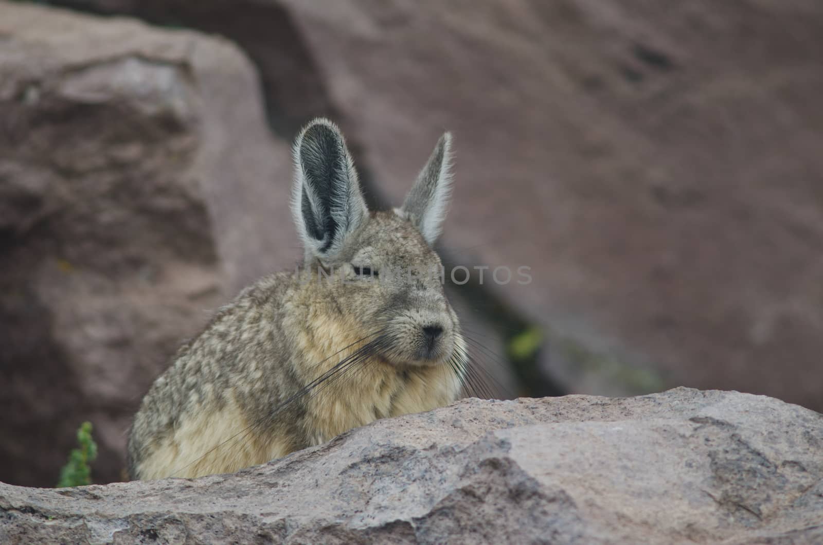 Southern viscacha Lagidium viscacia resting in Parinacota. by VictorSuarez