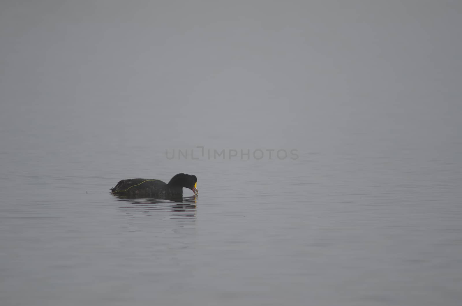 Giant coot Fulica gigantea eating aquatic plants. by VictorSuarez