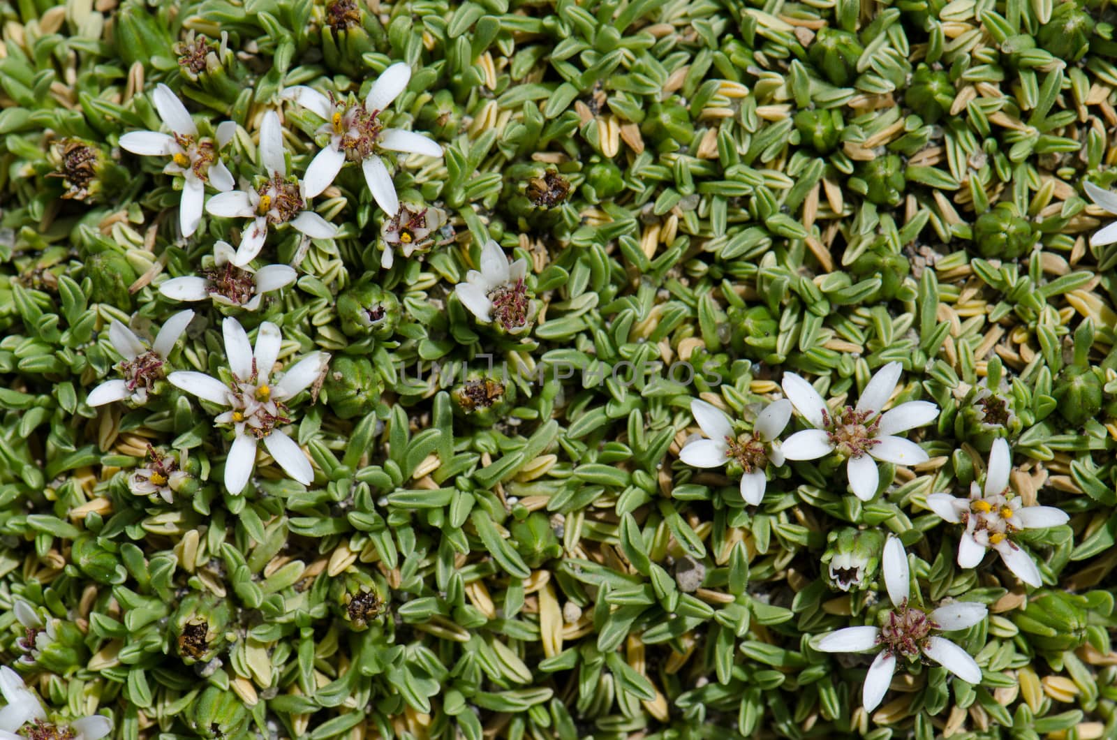 Plant Werneria aretioides in flower in Lauca National Park. by VictorSuarez