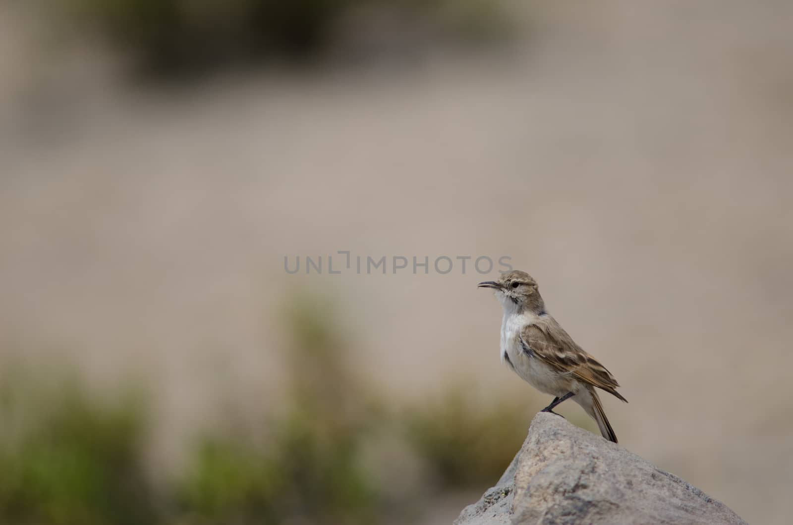 Bird on a rock in Lauca National Park. Arica y Parinacota Region. Chile.