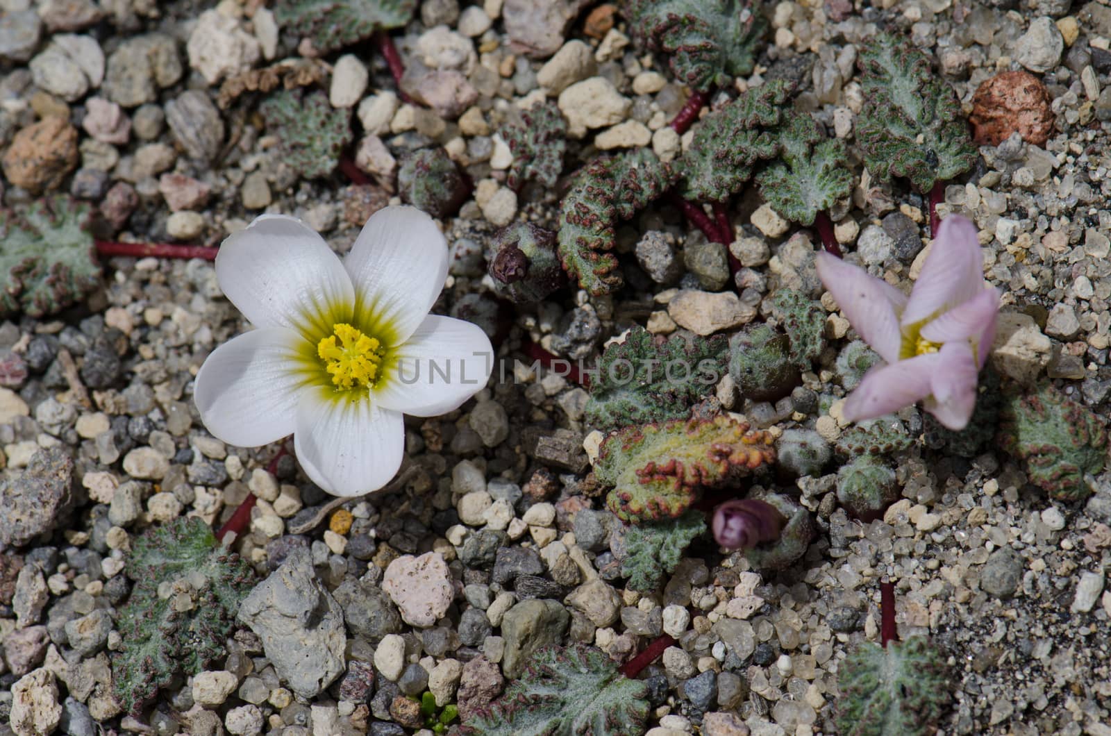 Plant Nototriche rugosa in flower. Lauca National Park. Arica y Parinacota Region. Chile.