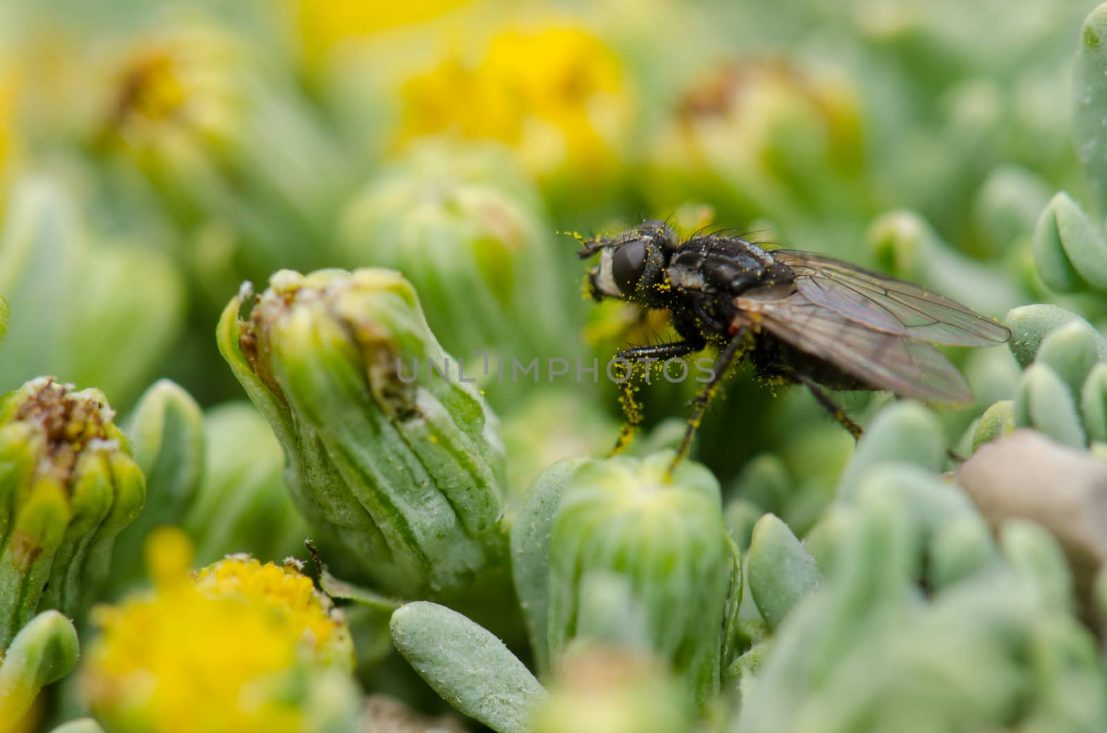 Fly on a plant in Lauca National Park. Arica y Parinacota Region. Chile.