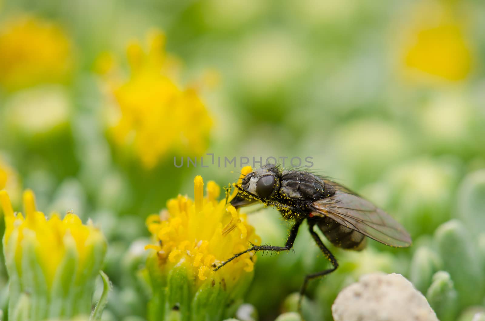 Fly feeding on a flower in a Lauca National Park. by VictorSuarez