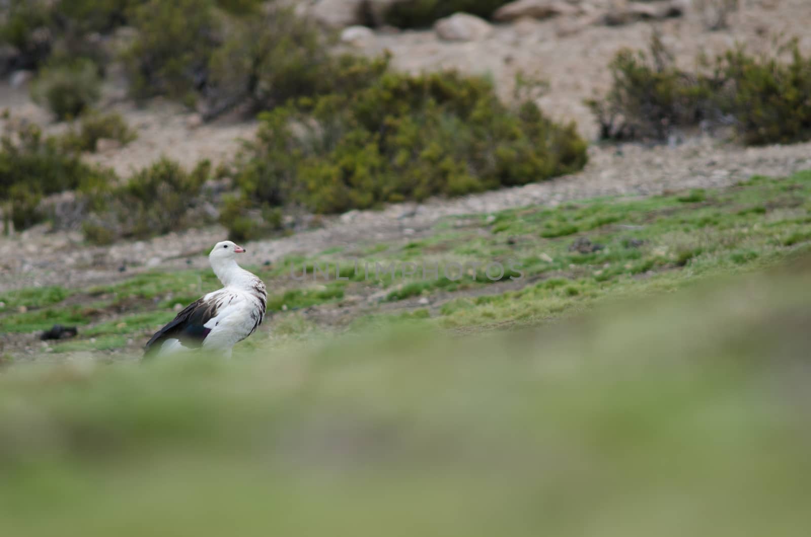 Andean Goose Chloephaga melanoptera in Lauca National Park. by VictorSuarez