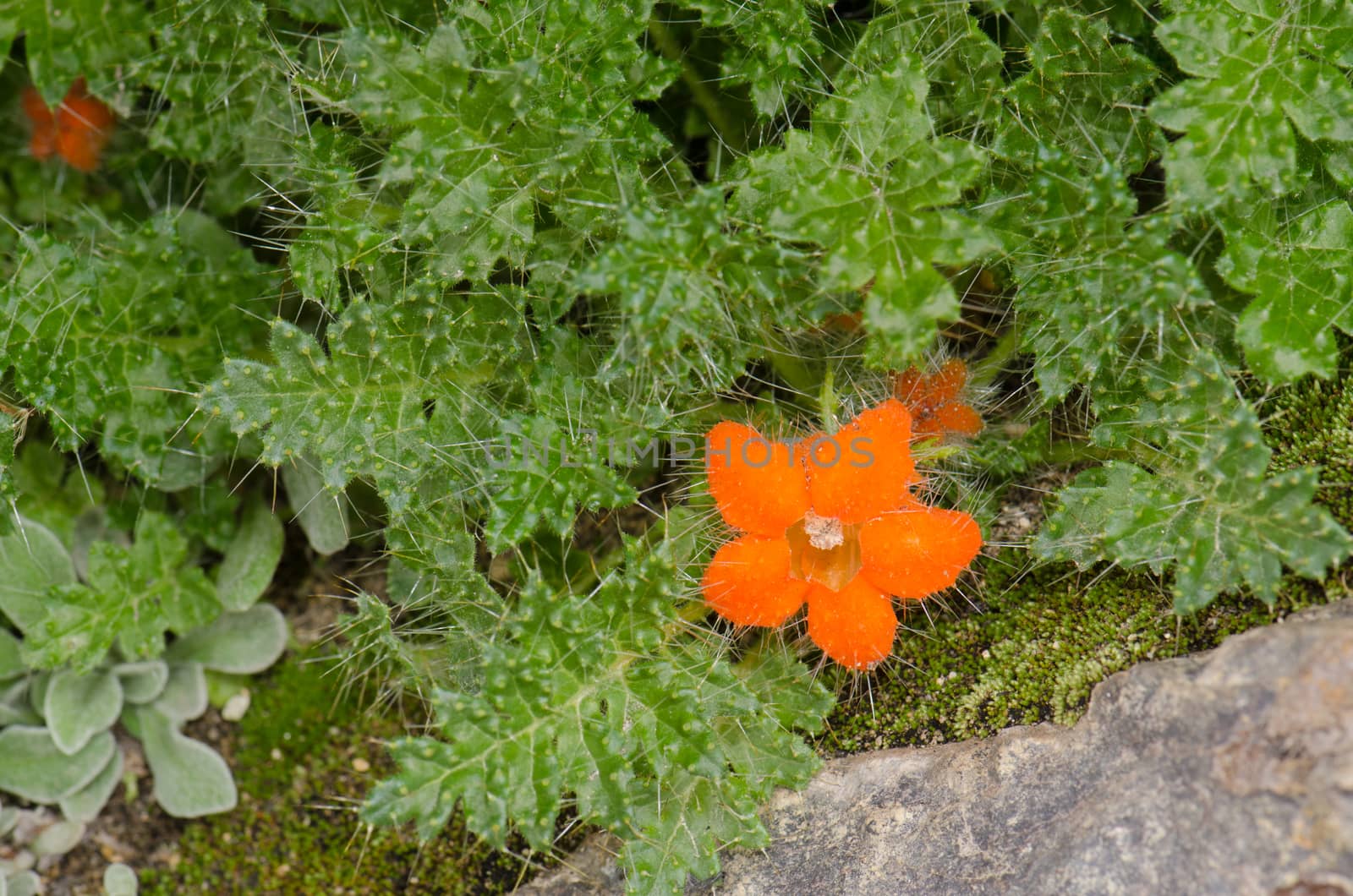 Plant Caiophora rosulata in flower. Lauca National Park. Arica y Parinacota Region. Chile.