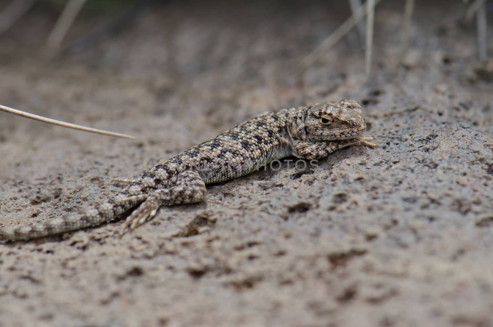 Iguanian lizard Liolaemus sp. in Lauca National Park. Arica y Parinacota Region. Chile.