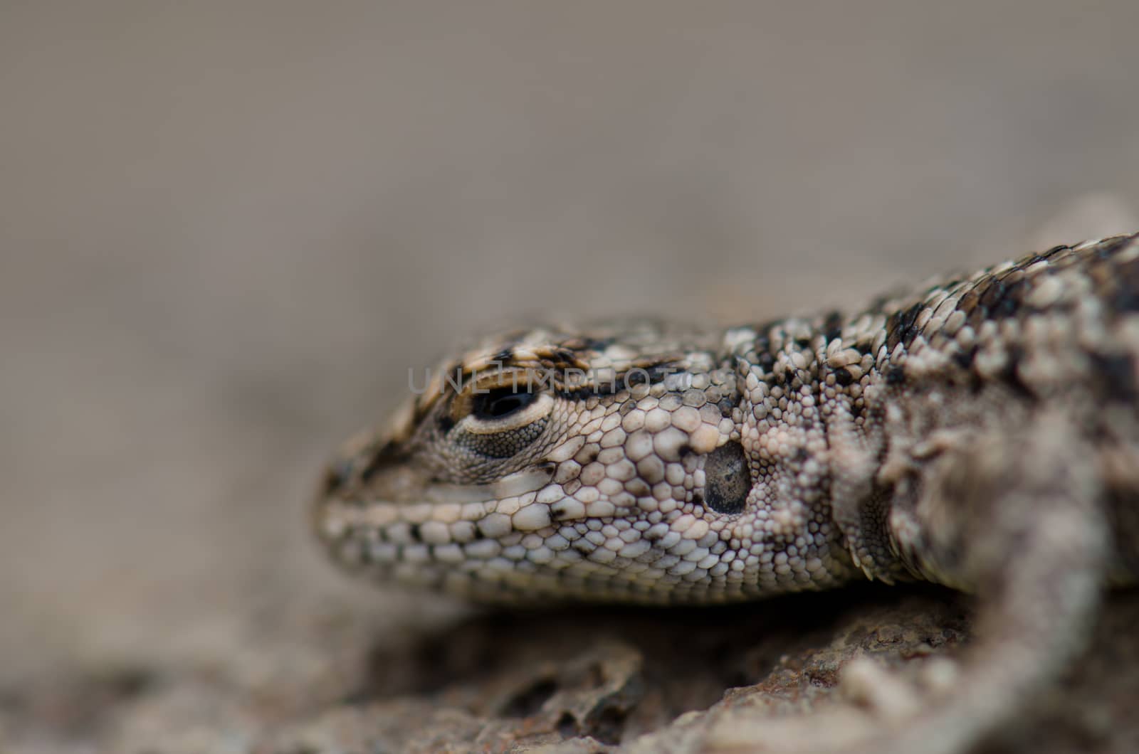 Iguanian lizard Liolaemus sp. in Lauca National Park. by VictorSuarez