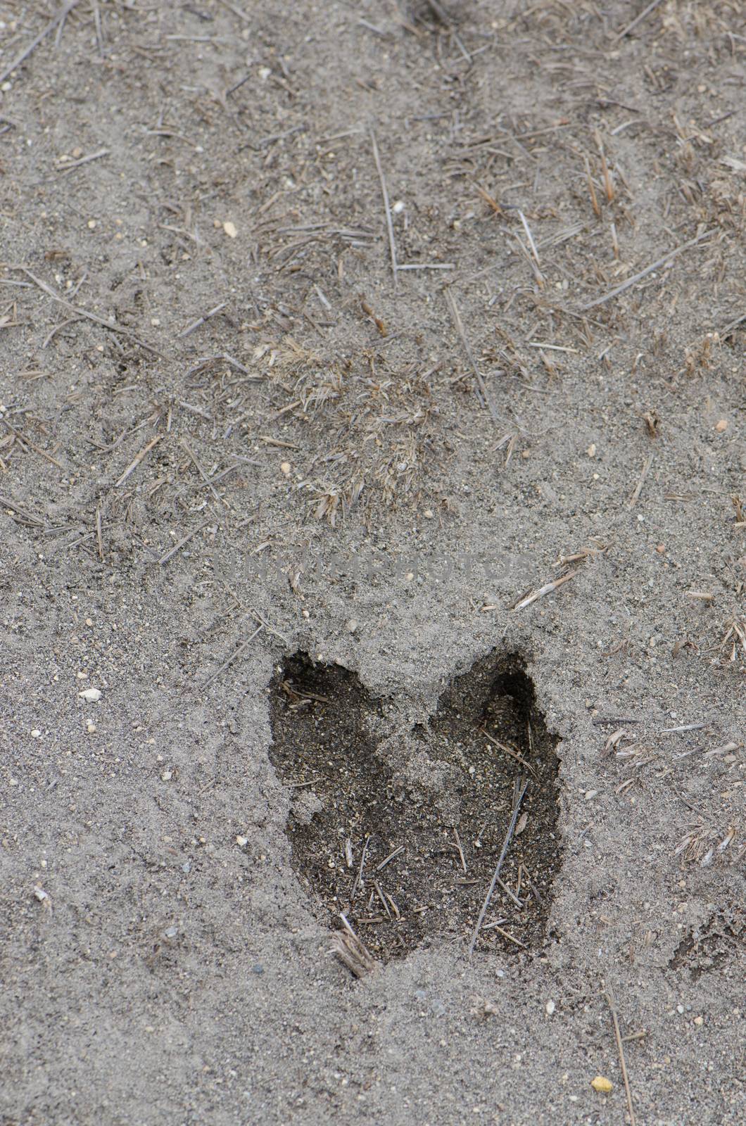 Alpaca footprint Vicugna pacos on the mud. by VictorSuarez