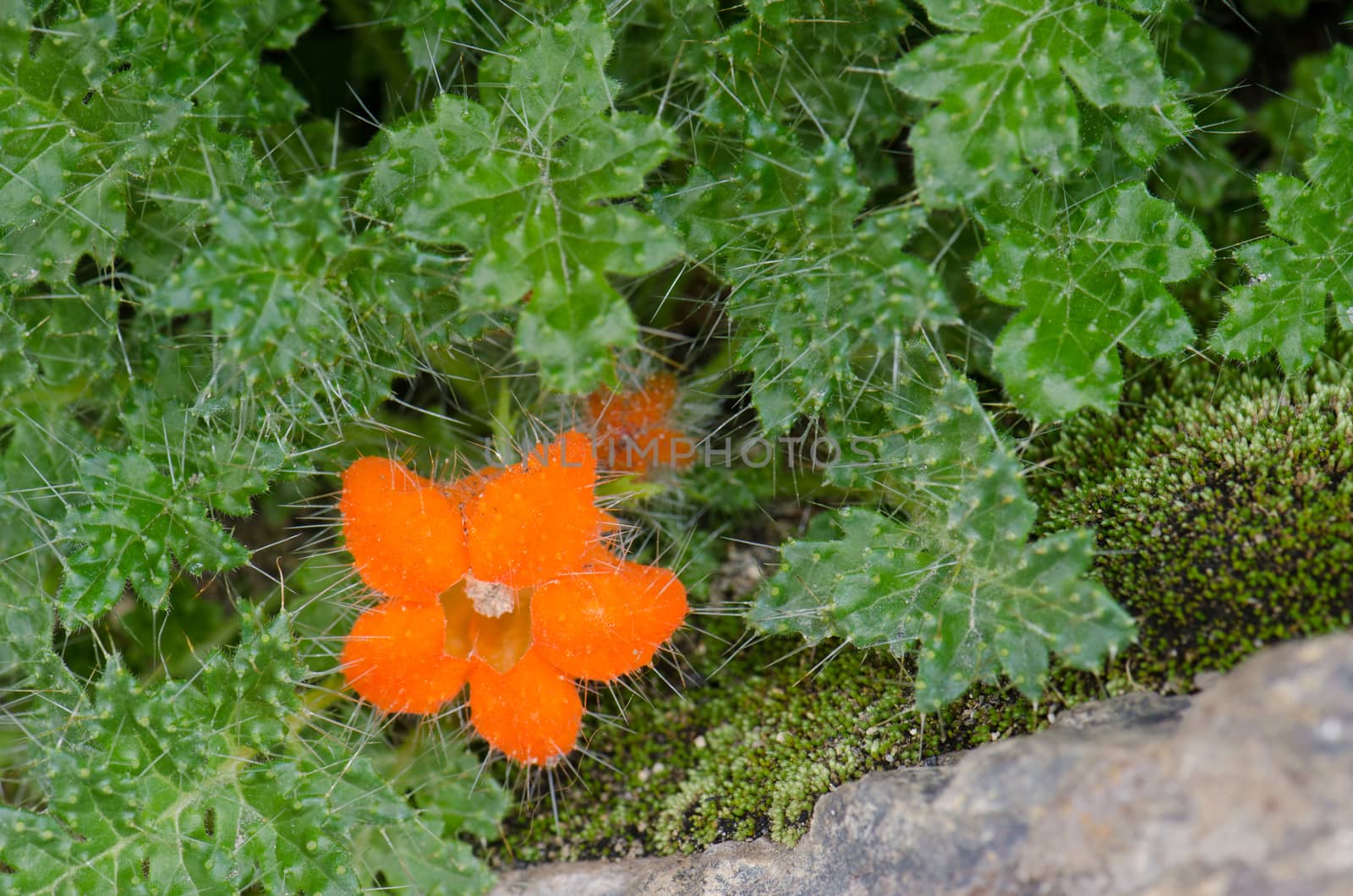 Plant Caiophora rosulata in flower in Lauca National Park. by VictorSuarez