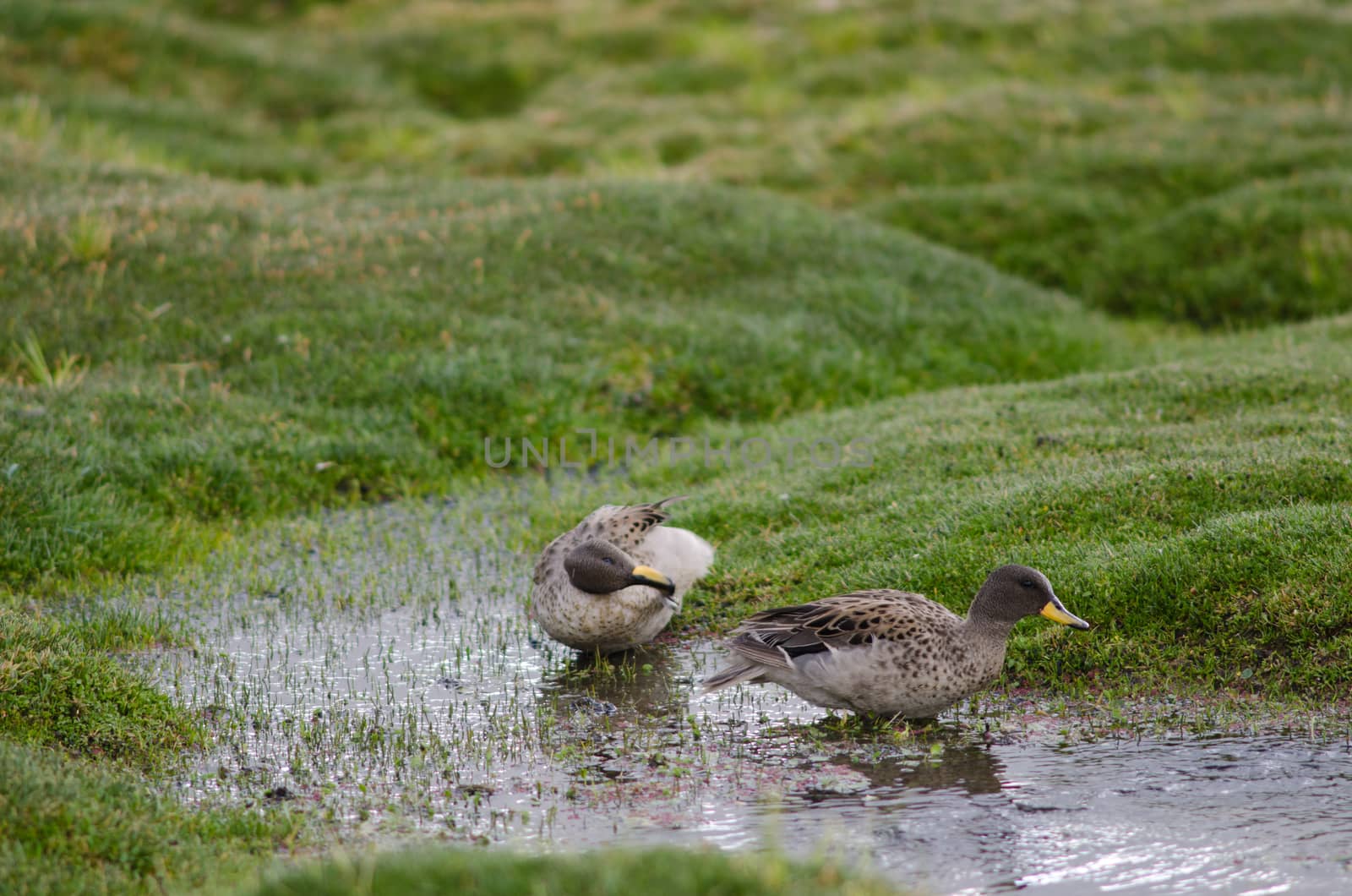 Sharp-winged teals Anas flavirostris oxyptera . Parinacota. Lauca National Park. Arica y Parinacota Region. Chile.